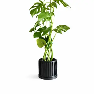 Solace Sonder Monstera Deliciosa Plant in Black Ribbed Pot for Modern Home Decor