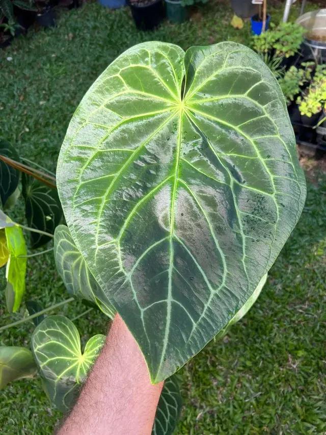 Anthurium magnificum Live Starter Plant in 2-Inch Pot | Velvet Anthurium Collector Plant