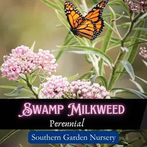 Swamp Milkweed Flower Seed pack for Monarch Butterfly, Beautiful Perennial Flower for a Pollinator-Friendly Garden, Native Non-GMO Heirloom Variety Wild Flower Seed