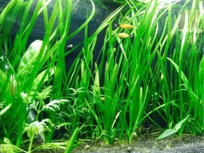6 Vallisneria Jungle Val Bunch Live Aquarium Plants