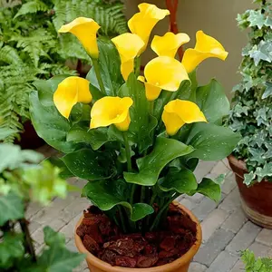 100pcs High Germination Rate Japanese Chrysanthemum Winter Sprout Plant Potted Flower Seeds Garden -Can Be Given As A Gift At Home Planting Easy Cultivating