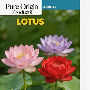 Pure Origin Products Mixed Color Bonsai Lotus Seeds - Water Lily Plant Seeds for Ornamental Ponds and Home Planting Easy to grow summervibes