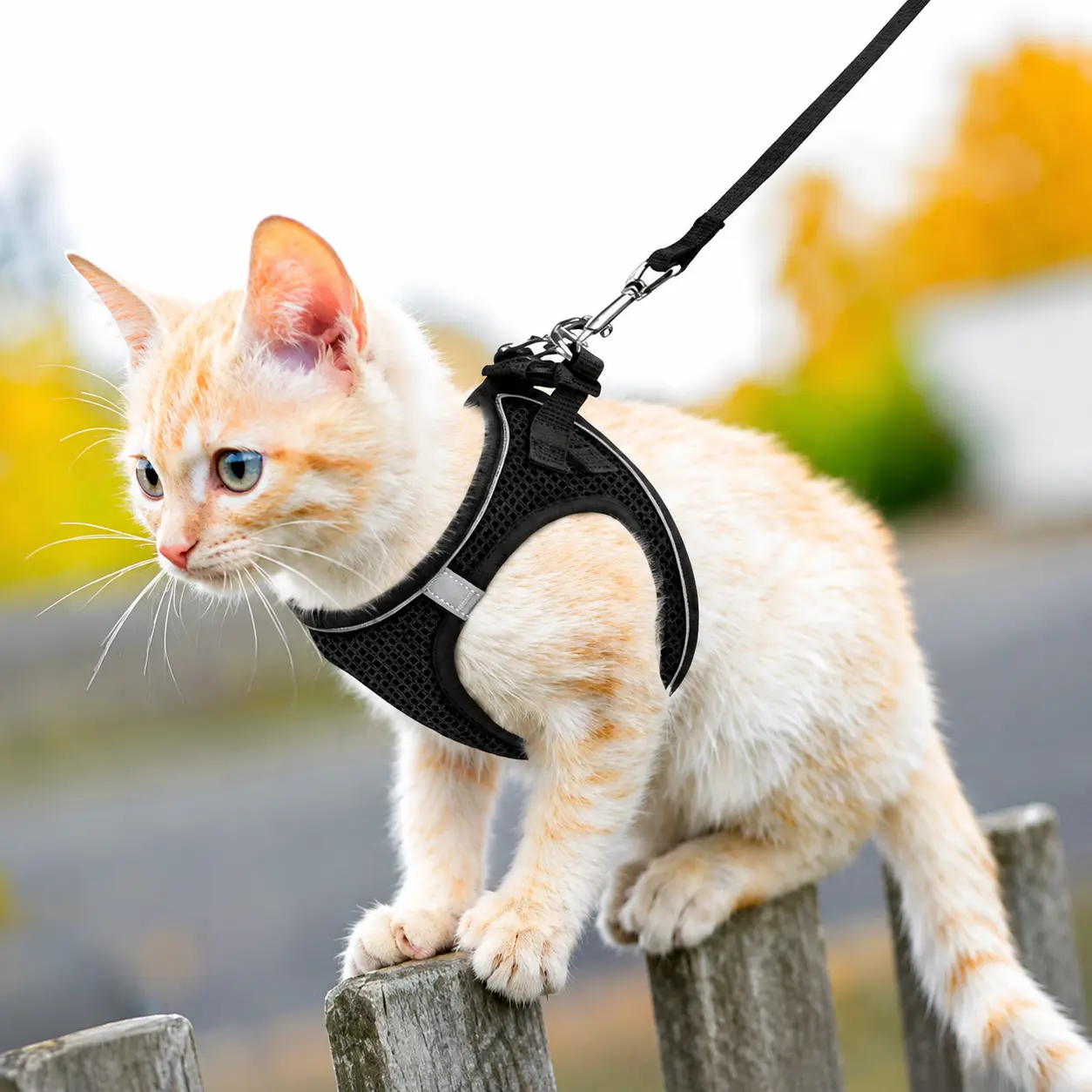 Escape Proof Reflective Cat Harness & Leash (6-29 lbs), Soft Mesh Adjustable Vest, Hand Wash, Safe Outdoor Walking for Kittens and Small Dogs