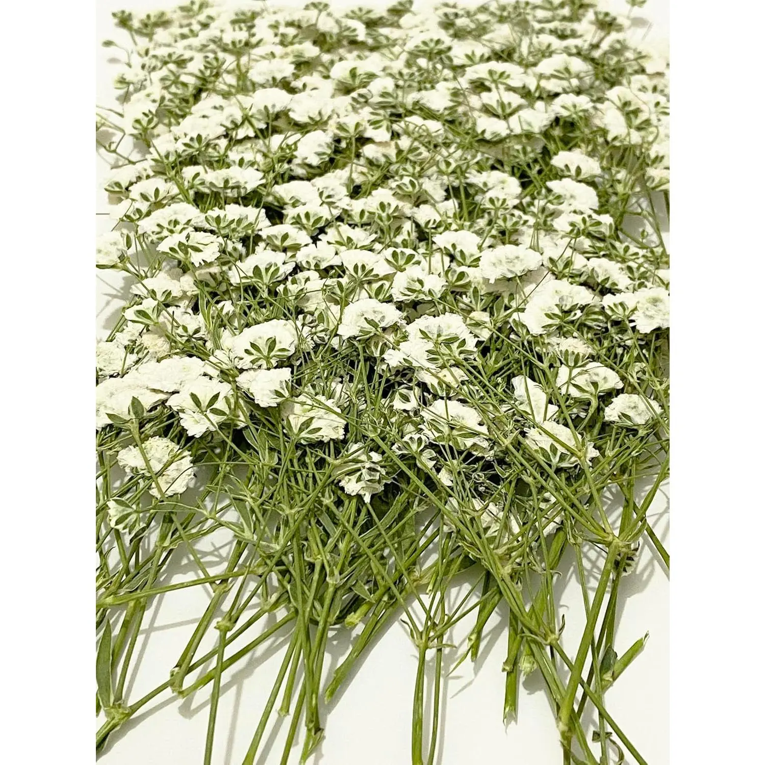 100 pcs White Baby's Breath Real Natural Dried Pressed Flowers for Resin Art Craft DIY Making Wedding Card Home Party Decor