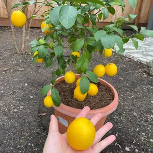 2-Year-old yellow lemon tree seedlings (1 plant), grafted dwarf, high quality, fast flower production, high yield. Seedling height 13-18 inches, fresh delivery.