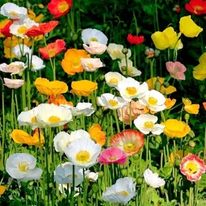 3,000+ mixed color poppy seeds to plant your  garden