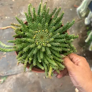 6” euphorbia Medusa plant succulent