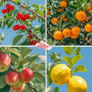 200+ Dwarf Bonsai Fruit Tree Seeds Mix – Lemon, Cherry, Orange & Apple for Containers, Patios & Small Gardens