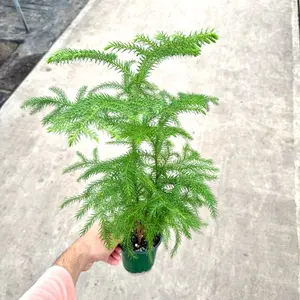 Norfolk Pine in 4” Pot Live Houseplants