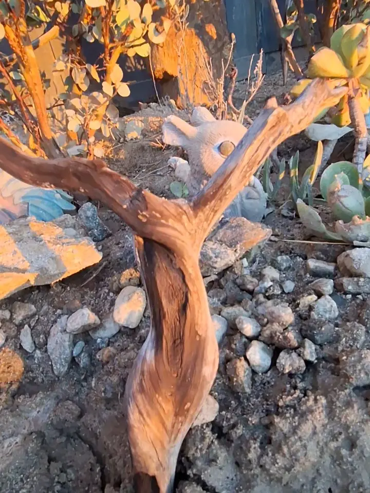 High-End Manzanita Fish Tank Wood - 18 in Gnarled Trident Fork #007, 3D Centerpiece Decor with Multi-Branch Depth and Character for Shrimp Tanks, Aquariums, High-End Bioactive Reptile Enclosures