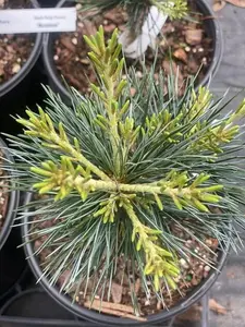 Pinus parviflora 'Azuma'