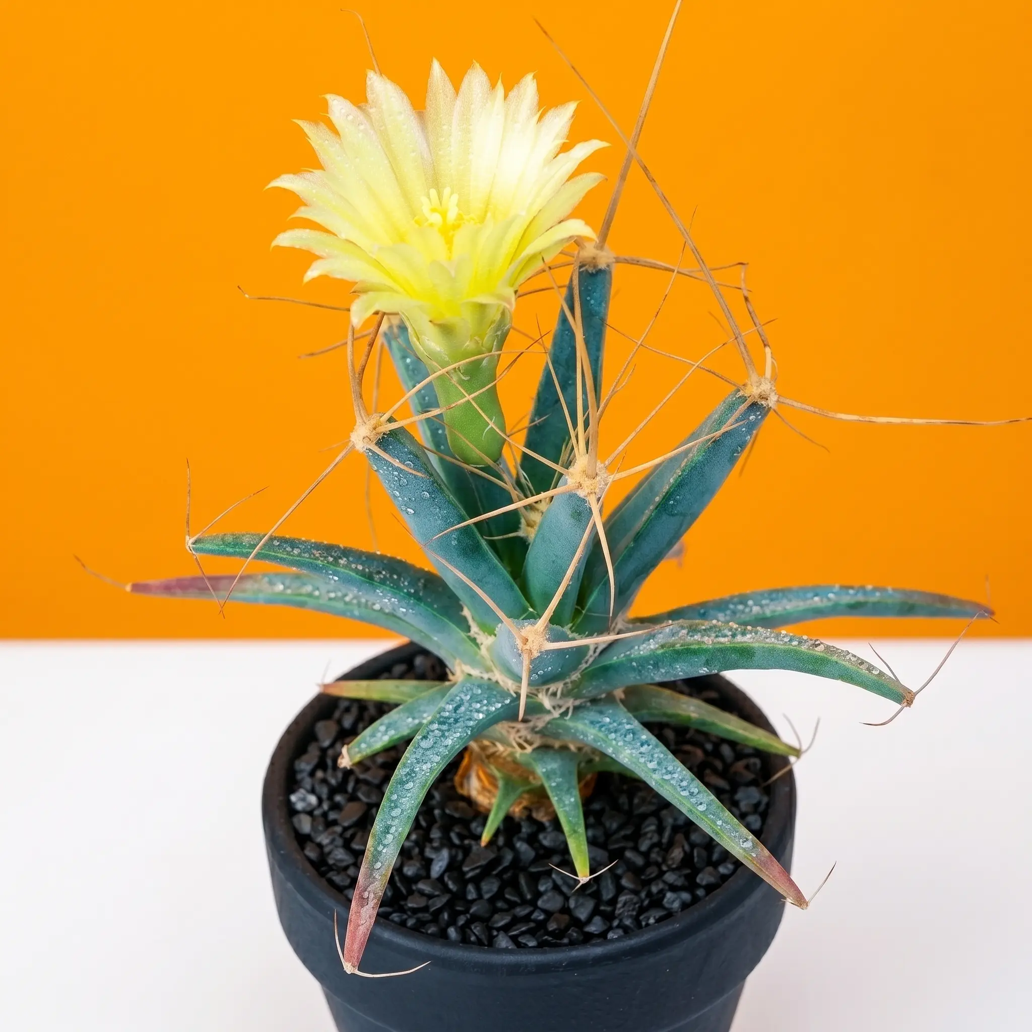 Leuchtenbergia principis Agave Cactus, Prism Cactus, Unique Cactus Succulent Plant