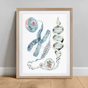 [UNFRAMED POSTER] Cell to DNA Art Print, Chromosomes Art Poster, DNA, Genetics Art Decor, Science Microbiology Print, Biology wall decor