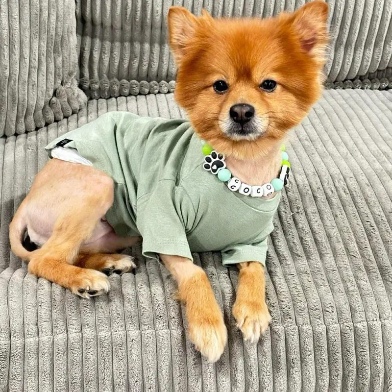 Personalized Pet Collars