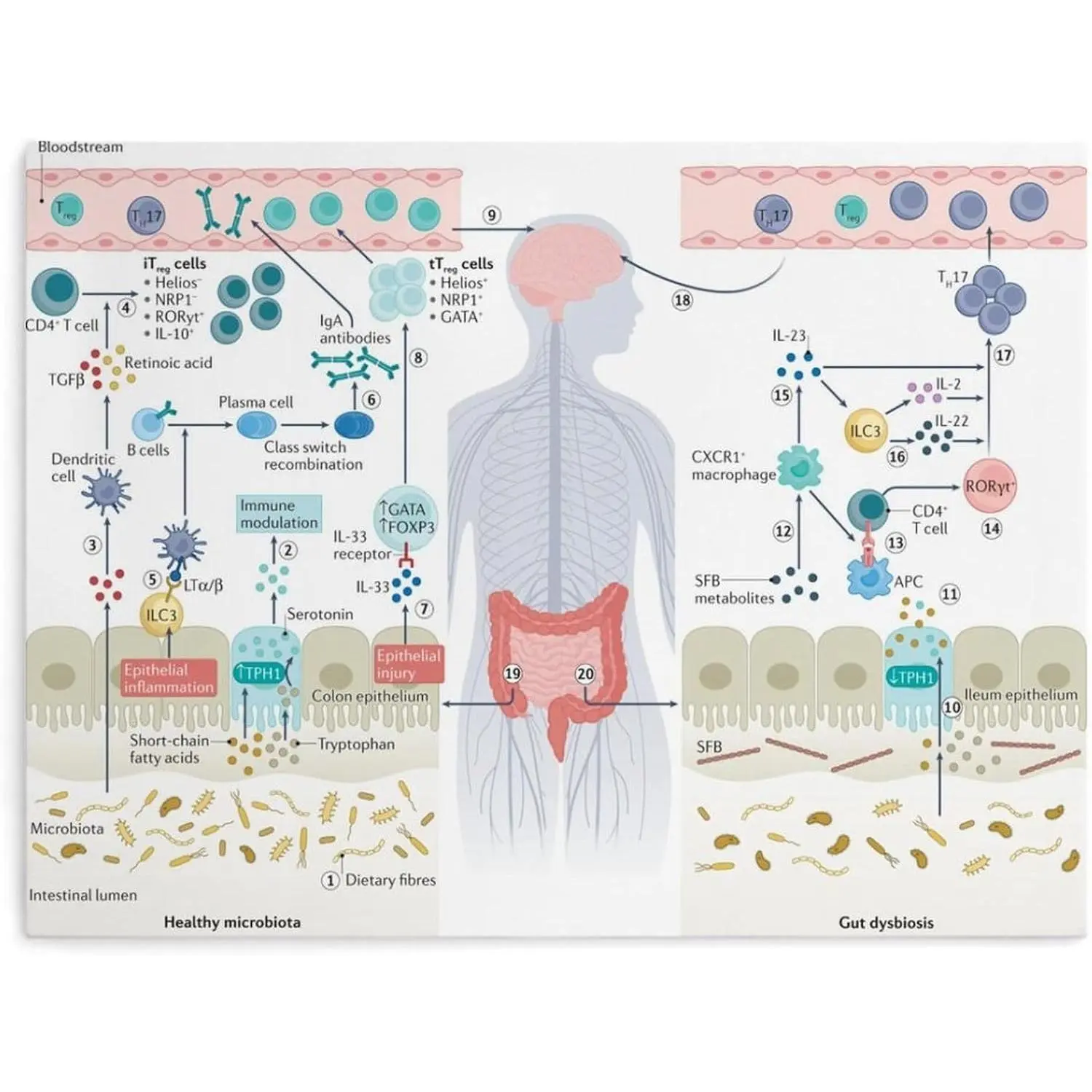 Effects And Hazards of Intestinal Microbiota Guide Poster (2) Canvas Print Wall Art Decoration Living Room Office Bedroom Aesthetic 32x24inch(80x60cm) Unframe-style
