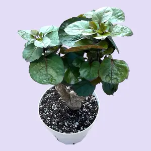 Aralia Fabian Bonsai 6” - Low Maintenance House Plant Aralia Fabian Bonsai 6” - Low Maintenance House Plant