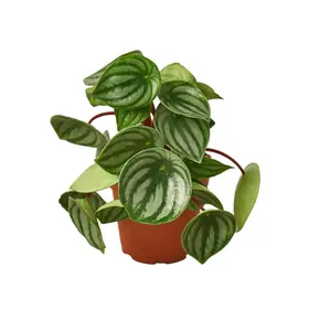212 MAIN Watermelon Peperomia Live Plant - 4 in. Pot, Perennial Tropical Variegated Houseplant, Potted Indoor Plant, Live Plants