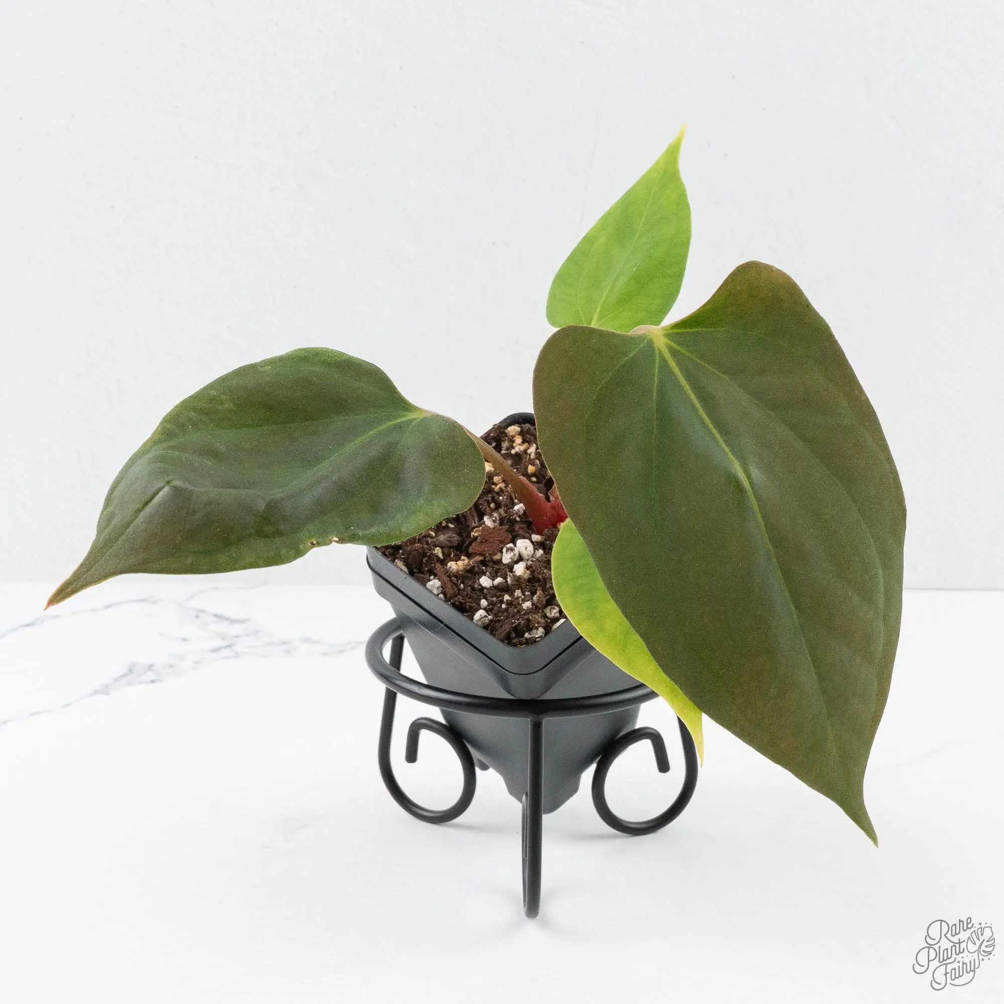 Anthurium Portillae ‘NSE Dewey Fisk’ *Grower's Choice*