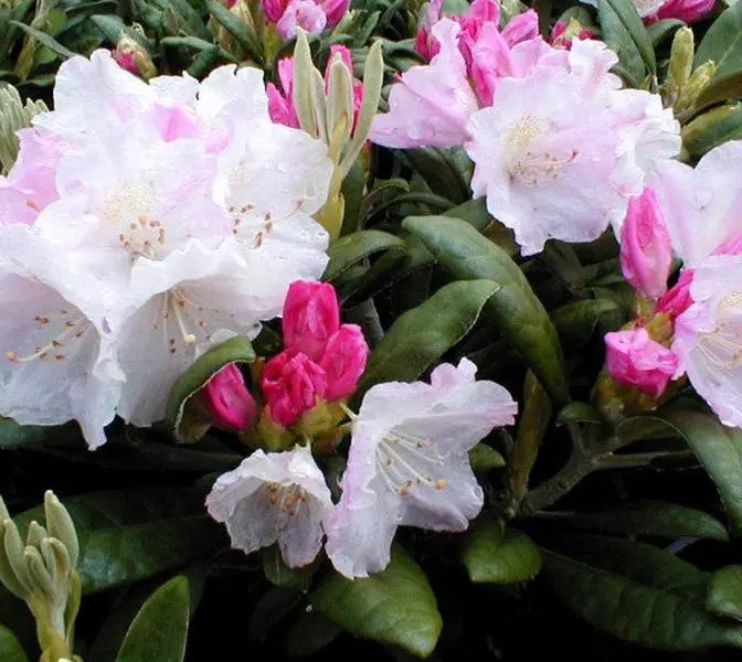 rhododendron everestianum - TikTok Shop