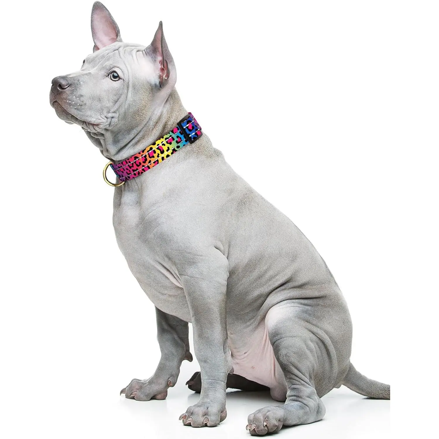 Reflective Dog Collar for Medium Dogs, Cute Leopard Style Adjustable Heavy-Duty Nylon Puppy Collar for Boy and Girl Female, Soft Pet Accessories with Quick Release Buckle, Neon Reflective Dog Collar for Medium Dogs, Cute Leopard Style Adjustable Heavy-Duty Nylon Puppy Collar for Boy and Girl Female, Soft Pet Accessories with Quick Release Buckle, Neon
