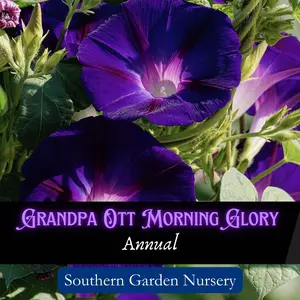 Grandpa Ott Morning Glory Flower Seed Pack Vining Purple Ipomea purpurea Annual Pollinator Friendly Non GMO Heirloom for Garden Landscaping