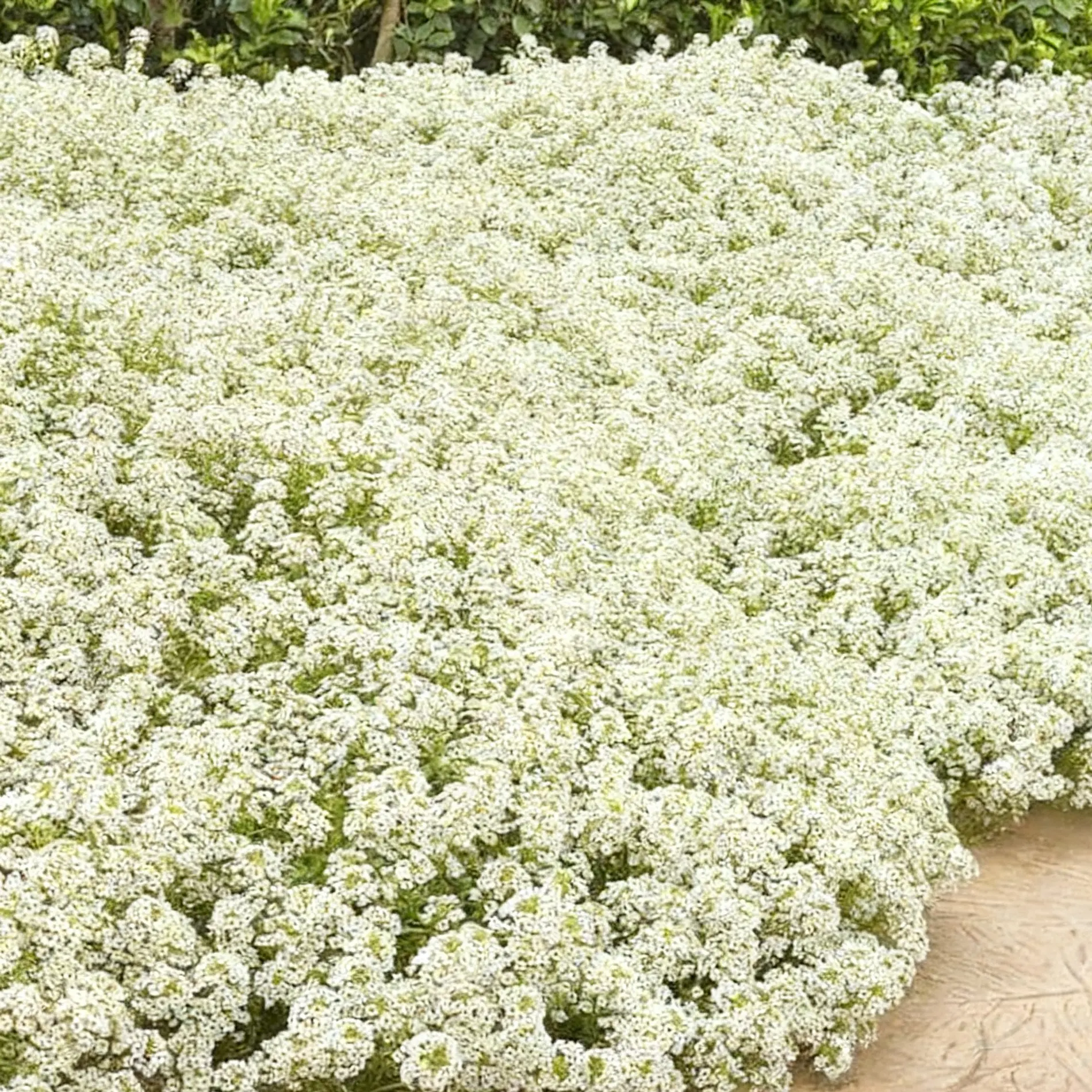 2000Pcs Fragrant Sweet Alyssum Seeds – Easy to Grow Annual Flowers for Home Garden Decoration