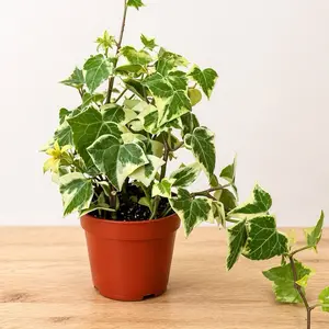 Variegated English Ivy 4’ potted