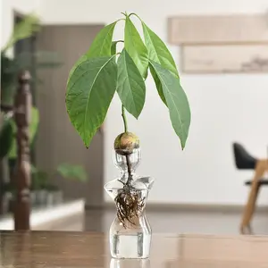 Glass Avocado Hydroponic Flower Vase, Seed Planting Container, Glass Water Culture Pot, 1 Piece, Ideal for Fruit Nuclei