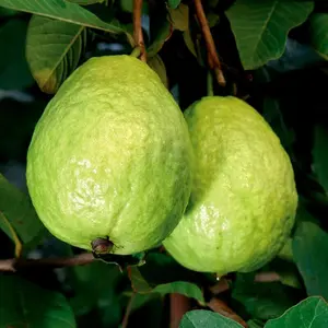 30 White Guava Seeds GIANT BANGKOK Sweet Fruit Psidium Guajava 2-3x Larger Than Pink Rich in Sugar & Vitamin C Creamy Texture Easy Indoors or Outdoors Houseplant