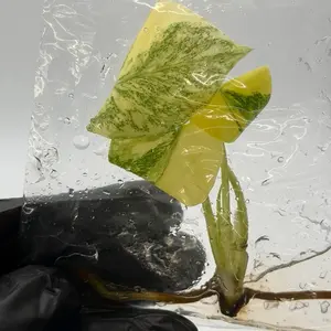 Monstera Thai Constellation Tissue Culture Plant – High Variegation Variegated Monstera Aroid Starter (Rare Houseplant)