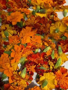 Dried Marigold Flowers / Seeds : USA Grown, Vibrant Colors, Crafting & Apothecary Dried Seeds