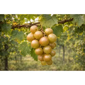 Fry Muscadine Grape Vine – 2-Year Bare Root Grape Plants – Produces Large, Sweet Bronze Grapes – Vigorous & Productive Vine – From Hand Picked Nursery