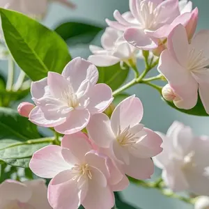 100 PCS Pink Jasmine Flower Seeds – Fragrant & Elegant Blooms, Fast-Growing, Hardy & Easy to Grow, Ideal for Gardens & Patios