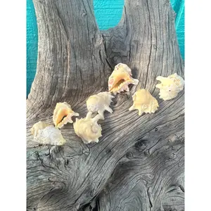 Golden Drupe- Drupa glosolaria