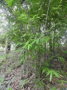 Dendrocalamus longispathus | Long Sheath & Clumping Edible Bamboo | 20_Seeds