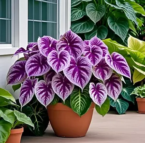 800pcs Elephant Ear Hosta & Caladium Bulbs – Rare Mixed Colors for Tropical-Style Landscaping – Eye-Catching Perennial Plants for Shaded Gardens, Borders, and Patio Pots – Easy to Grow, Perfect for Bold Foliage Lovers