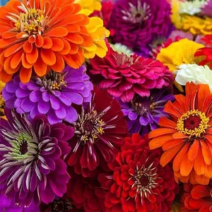 200pcsCalifornia Giant Zinnia Flower Seeds Mix - Premium Heirloom Garden Seeds for Vibrant Bloom