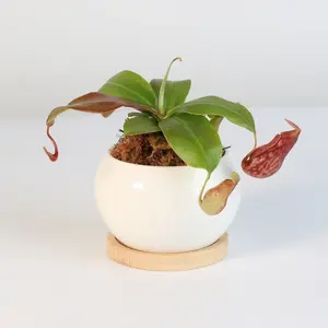 Tropical Pitcher Plant Nepenthes Gaya Carnivorous