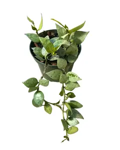 4" Hoya Krohniana Super Silver – Live Plant