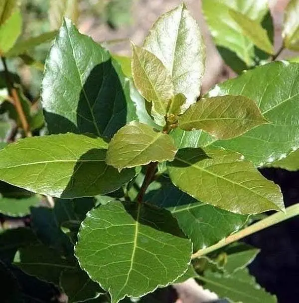 Sweet Bay Laurel Herb - Laurus nobil