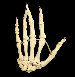 Articulated Human Skeleton Hand
