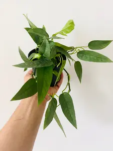 Cebu Blue Pothos - Epipremnum Pinnatum ‘Cebu Blue’ - 4" Pot