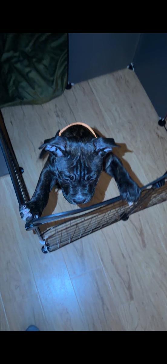 Item: Multicolor, XGS0186