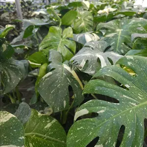 6 inch pot Monstera thia constellation