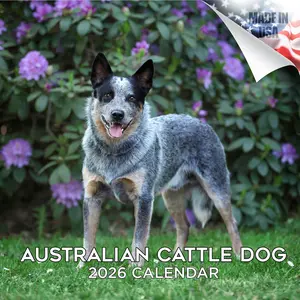 Australian Cattle Dog Wall Calendar 2026