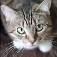 background preload poster image 