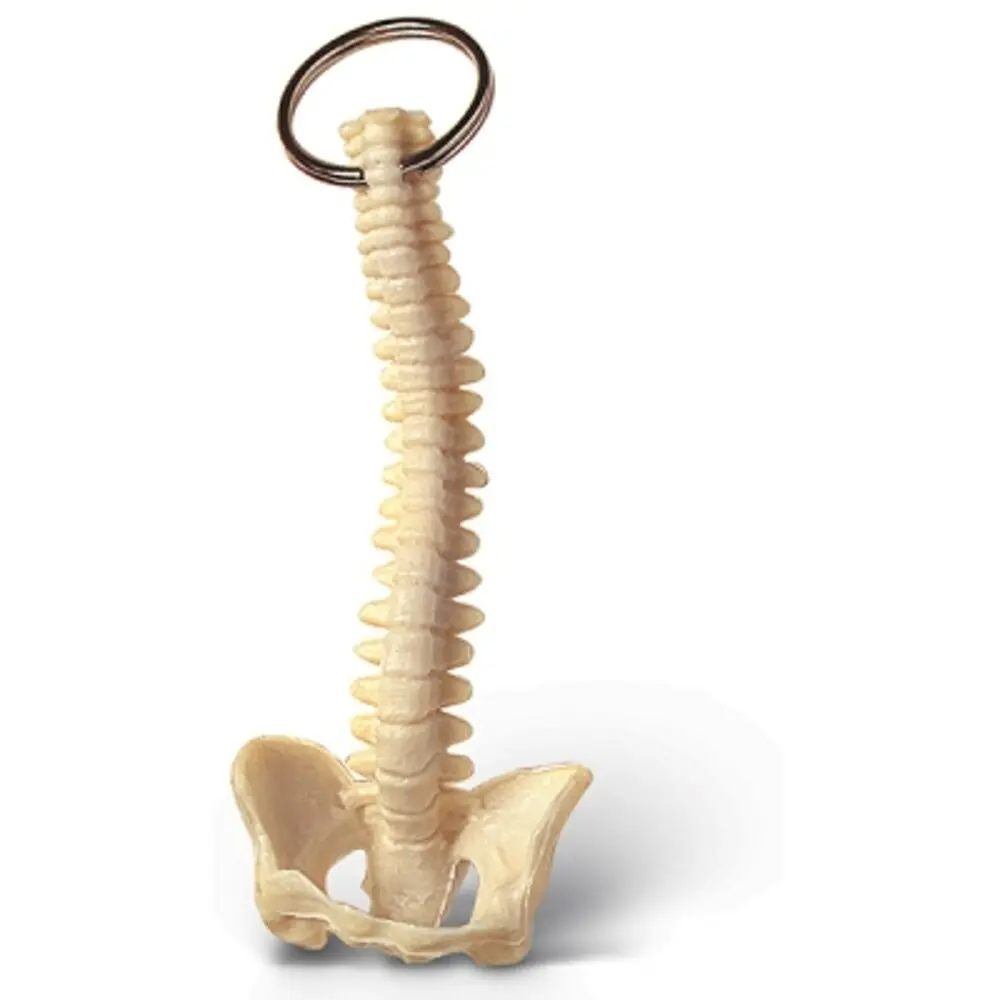 Spine Keychain: Skeleton Swag for Your Keys! 👻🚀