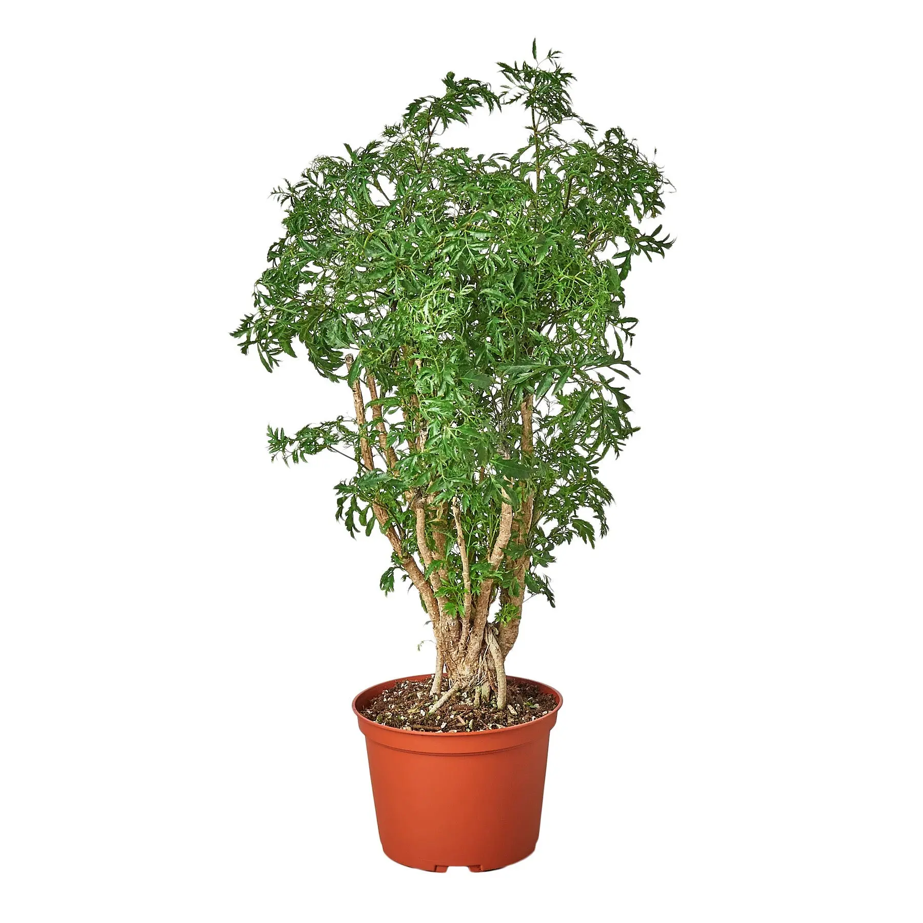 Aralia Ming Stump Plant - Elegant Outdoor Plant with Natural Shaping and Versatile Care Requirements