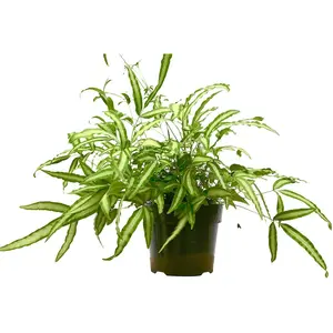 212 MAIN Pteris Cretica Albo Fern Live House Plant - 8-14 in. Tall, 6 in. Pot, Easy-Care Indoor Plant for Indirect Light (Garden Supplies)