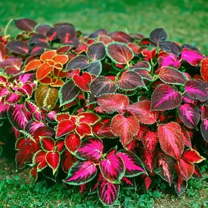 1000+pcs Rainbow Coleus Seeds - Non-GMO Heirloom Seeds Beautiful Flowers to Plant Indoors or Outdoors